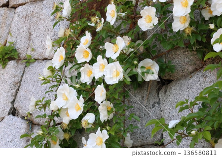 White mockholough White mockholough 136580811