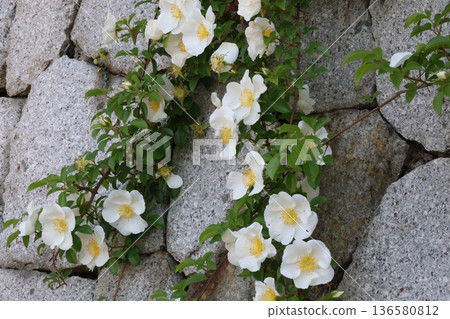 白色mockholough 136580812