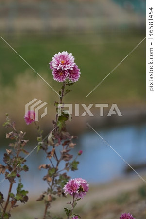 一個粉絲 136581454