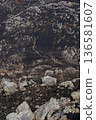Akiyoshidai - Shadows after the mountain burn 136581607