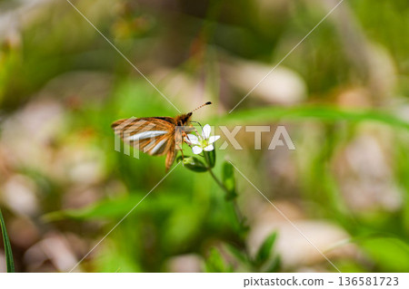 Gin Ichimon dyseri 136581723