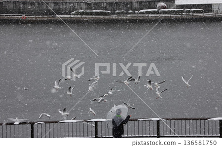 A person feeding seagulls on the snowy Sumida River A person feeding seagulls on the snowy Sumida River 136581750