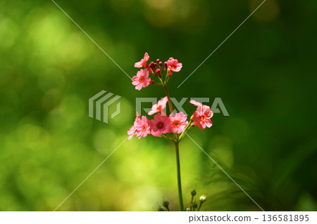 粳稻報春 136581895