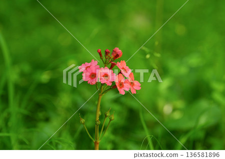 Clinic Clinic 136581896