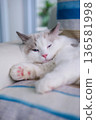 9 months old male ragdoll kitten lying on the couch, domestic cat 136581998