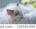 9 months old male ragdoll kitten lying on the cat bed cushion, domestic cat 136581999