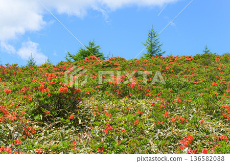 杜鵑花 136582088