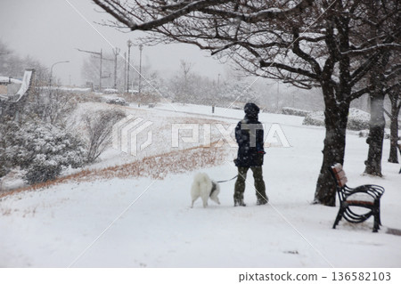 狗狗在白雪皚皚的公園裡散步,看起來很開心。 狗狗在白雪皚皚的公園裡散步,看起來很開心。 136582103