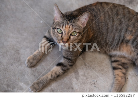 Stray cat standing on the floor, looking into the camera 136582287