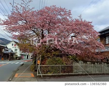 Kawazu Sakuragino Kawazu Sakuragino 136582360
