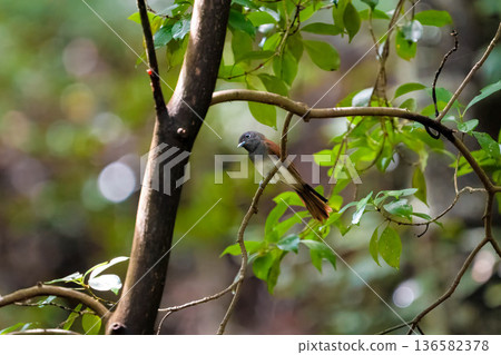 Parakeet Parakeet 136582378