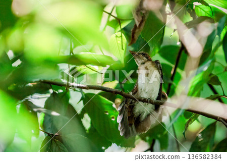 Parakeet Parakeet 136582384
