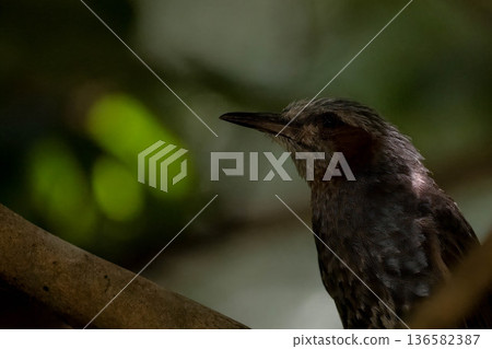 Bulbul Bulbul 136582387