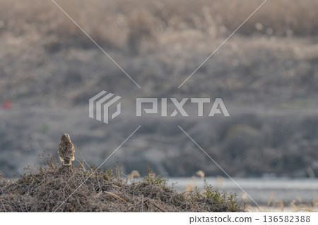 Owl Owl 136582388