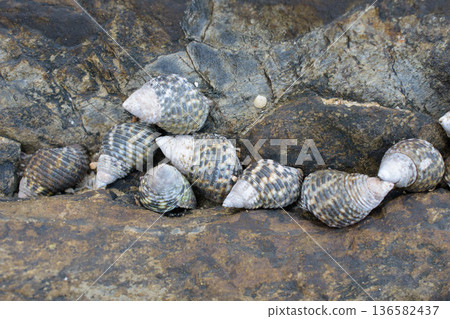 Small snails lined up on the shore: Gomafunina 2 Small snails lined up on the shore: Gomafunina 2 136582437