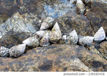Small snails lined up on the shore: Gomafunina 1 Small snails lined up on the shore: Gomafunina 1 136582438