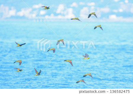綠鳩 136582475