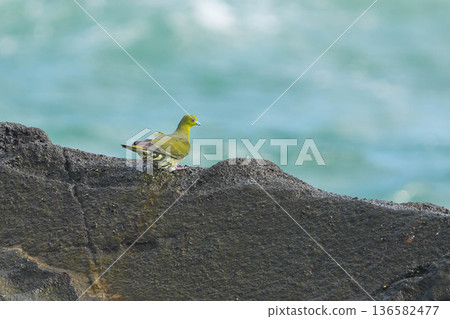 綠鳩 綠鳩 136582477