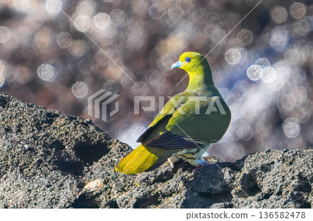 綠鳩 綠鳩 136582478