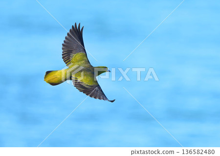 綠鳩 136582480