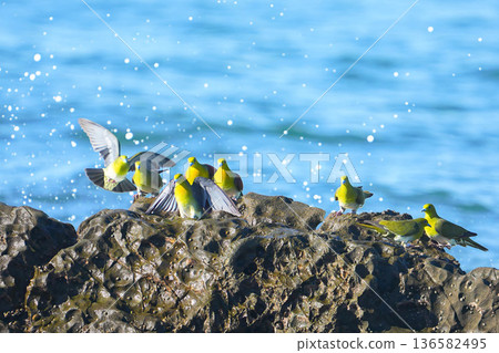 綠鳩 136582495