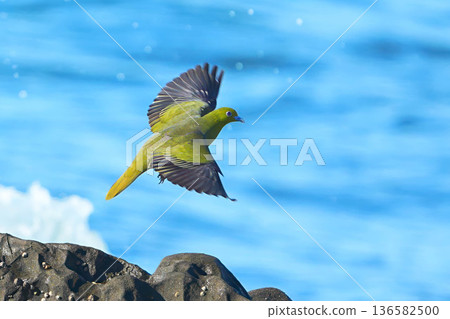 綠鳩 綠鳩 136582500