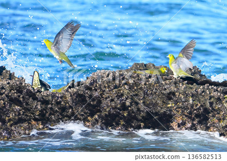 綠鳩 綠鳩 136582513