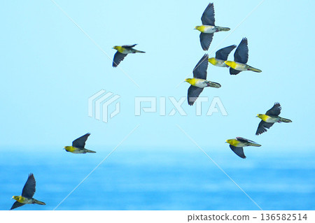 綠鳩 綠鳩 136582514