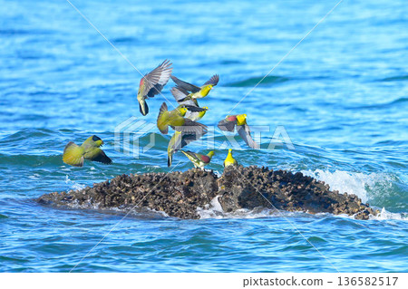 綠鳩 136582517