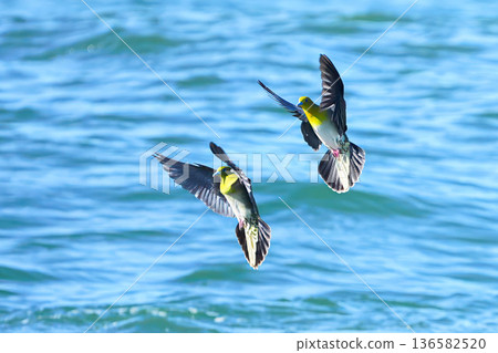 綠鳩 綠鳩 136582520