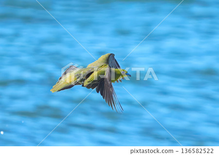 綠鳩 136582522