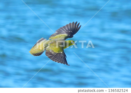 綠鳩 綠鳩 136582524