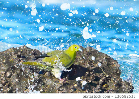 綠鳩 綠鳩 136582535