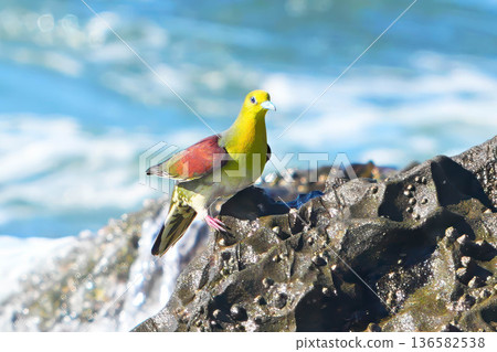 綠鳩 136582538
