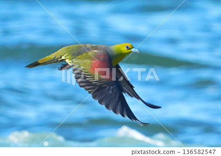 綠鳩 136582547