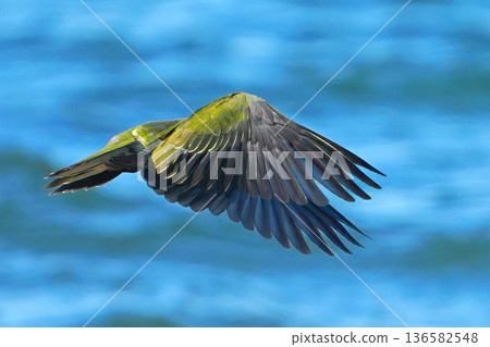 綠鳩 綠鳩 136582548