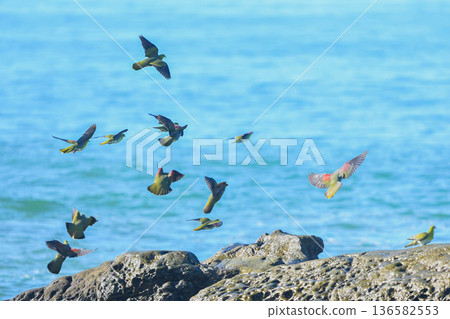 綠鳩 136582553