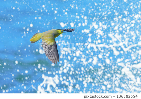 綠鳩 136582554