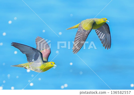 綠鳩 136582557