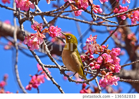 Sakura Jiro Spring Flower Kawazuzakura 136582833