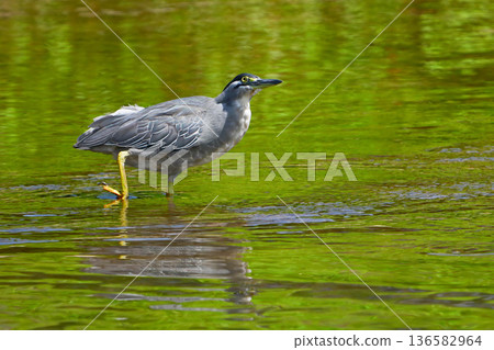 Sasagoi Sasagoi 136582964