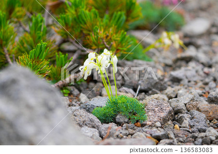 Dicentra, alpine plant, flower, plant, flowering, full bloom, nature, flowering tree Dicentra, alpine plant, flower, plant, flowering, full bloom, nature, flowering tree 136583083