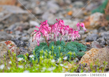 Cumkusa Cumkusa 136583151