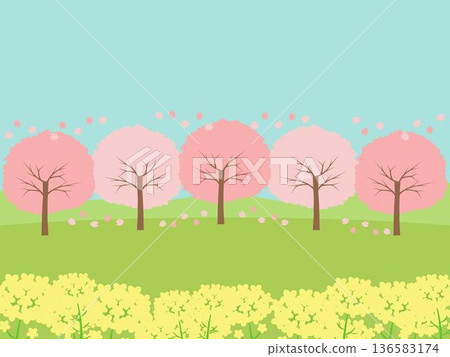 Cherry blossom and rapeseed flower frame Cherry blossom and rapeseed flower frame 136583174