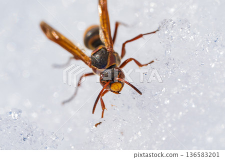 A queen bee of a paper wasp emerges from hibernation and crawls out onto the snow 136583201