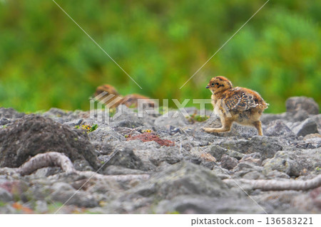 Ptarmigan Ptarmigan 136583221