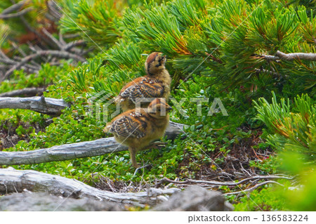 Ptarmigan Ptarmigan 136583224