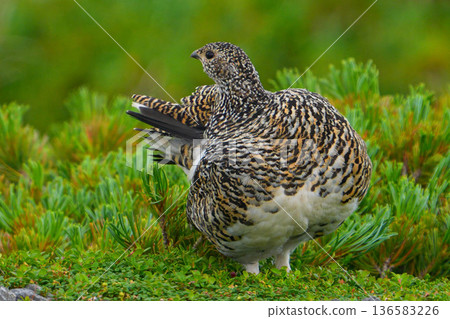 Ptarmigan Ptarmigan 136583226