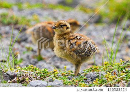 Ptarmigan 136583254