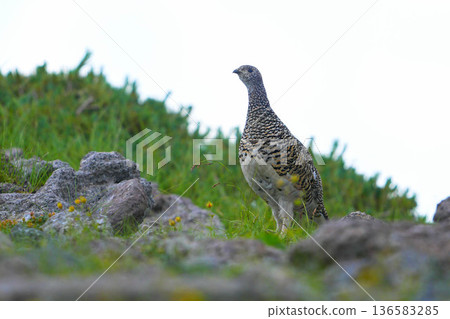 Ptarmigan 136583285